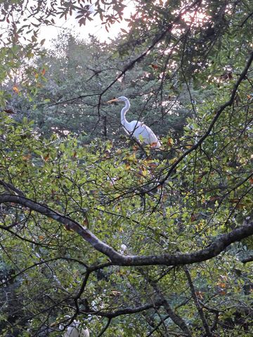 326 Tunnoch Rd., Murrells Inlet, SC 29576