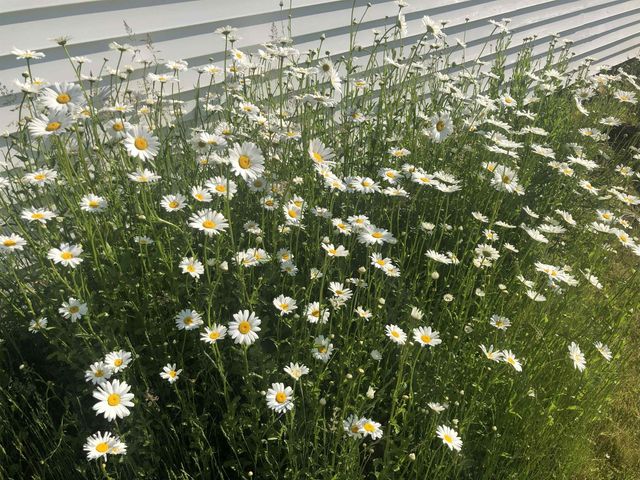 269 Branch Road, Roxbury, NH 03431