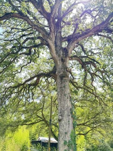 3579 LA-392, Hornbeck, LA 71439