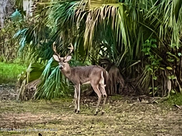 8725 Quail Run Drive, Wesley Chapel, FL 33544