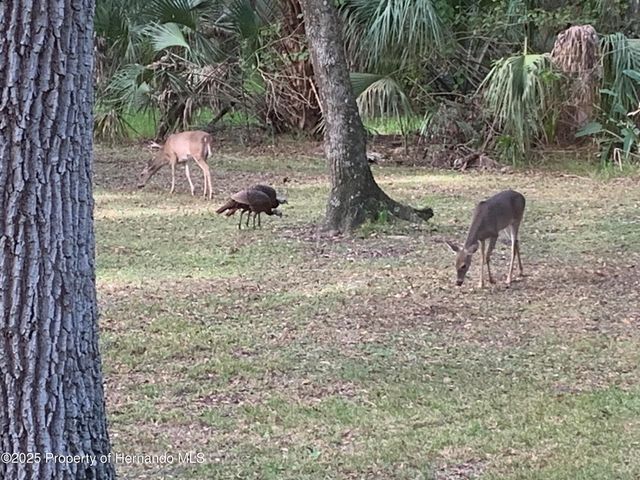 8725 Quail Run Drive, Wesley Chapel, FL 33544