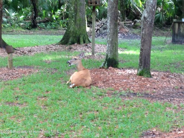 8725 Quail Run Drive, Wesley Chapel, FL 33544