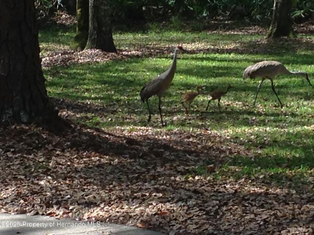 8725 Quail Run Drive, Wesley Chapel, FL 33544