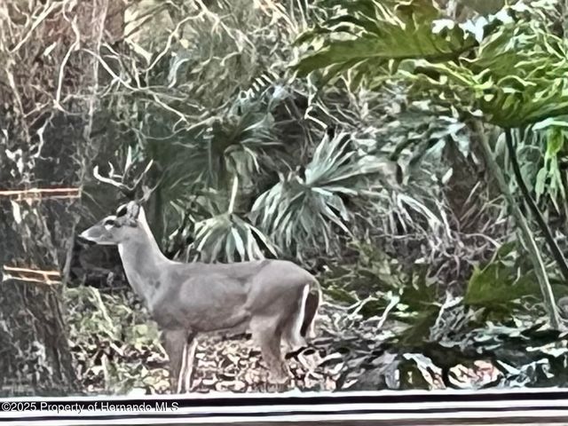 8725 Quail Run Drive, Wesley Chapel, FL 33544