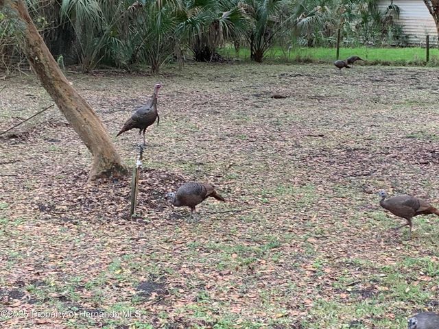 8725 Quail Run Drive, Wesley Chapel, FL 33544