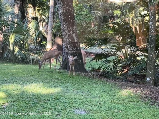 8725 Quail Run Drive, Wesley Chapel, FL 33544