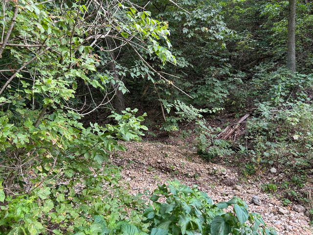 3703 Bear Hollow Road, Pineville, MO 64856