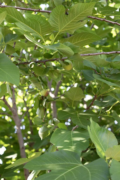 Image 12 of property listing at 2508 N Kayenta Court, Visalia, CA 93291