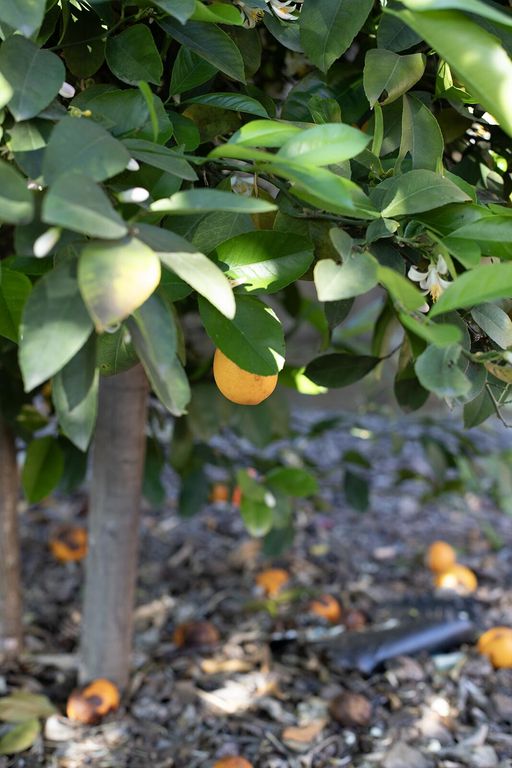 Image 13 of property listing at 2508 N Kayenta Court, Visalia, CA 93291