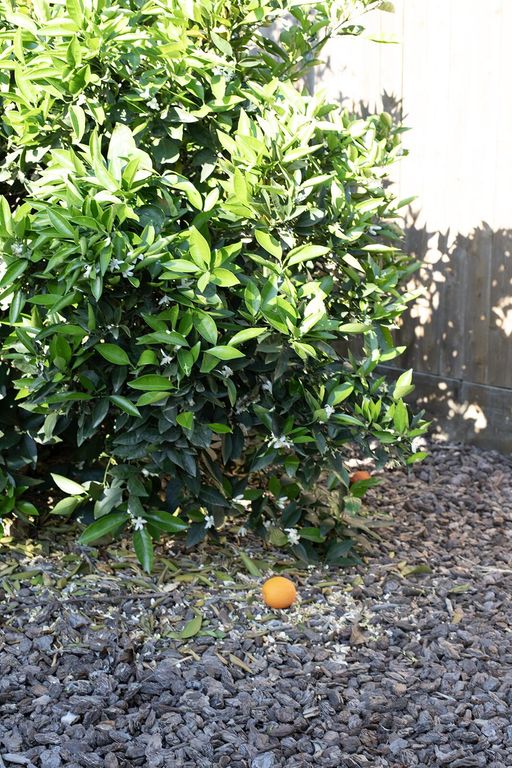 Image 9 of property listing at 2508 N Kayenta Court, Visalia, CA 93291