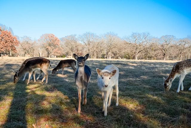 Lot 81 Appomattox, Streetman, TX 75859