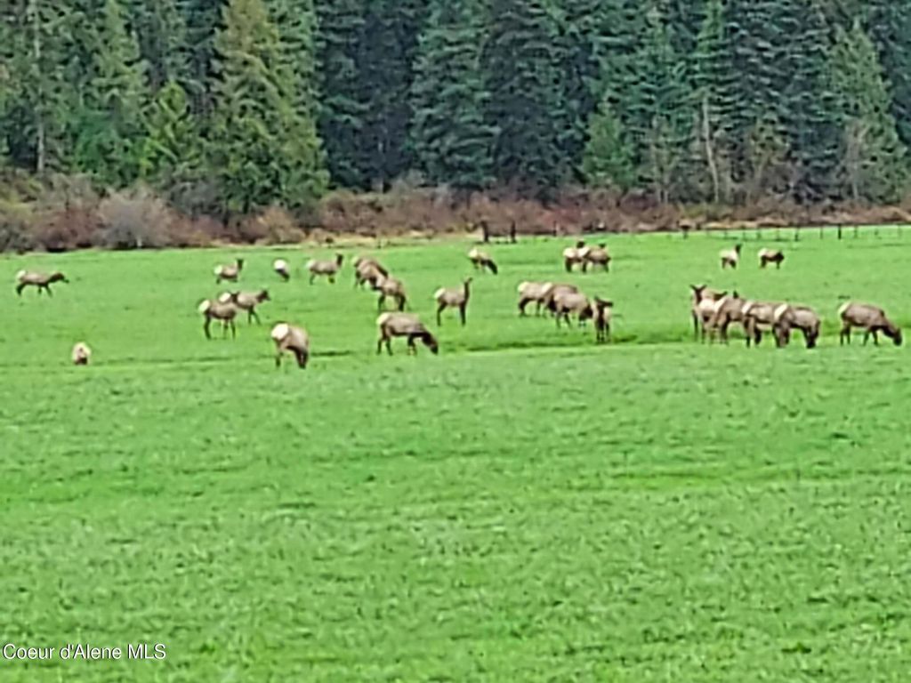 NKA ST JOE RIVER RD, St. Maries, ID 83861 photo 3