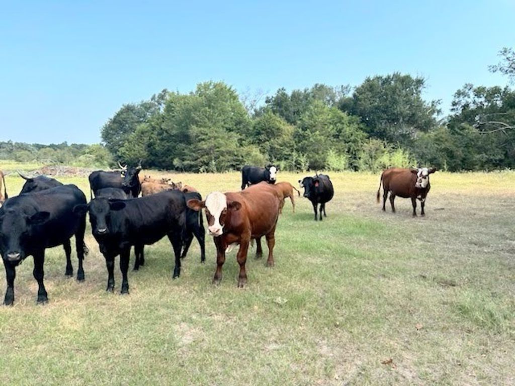 TBD FCR 601, Teague, TX 75860