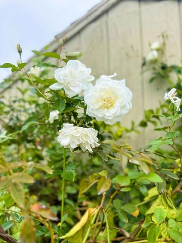 33530 Acapulco Trail, Thousand Palms, CA 92276