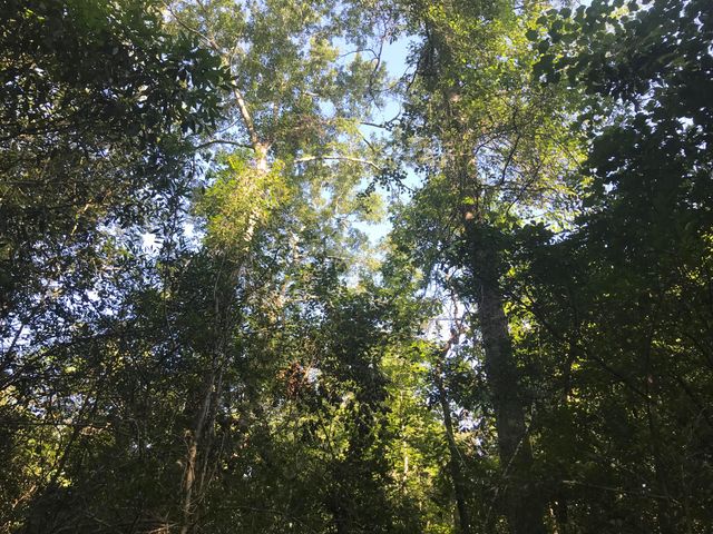 010 Thomas Richard Ln., Hattiesburg, MS 39401