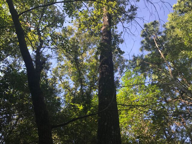 010 Thomas Richard Ln., Hattiesburg, MS 39401