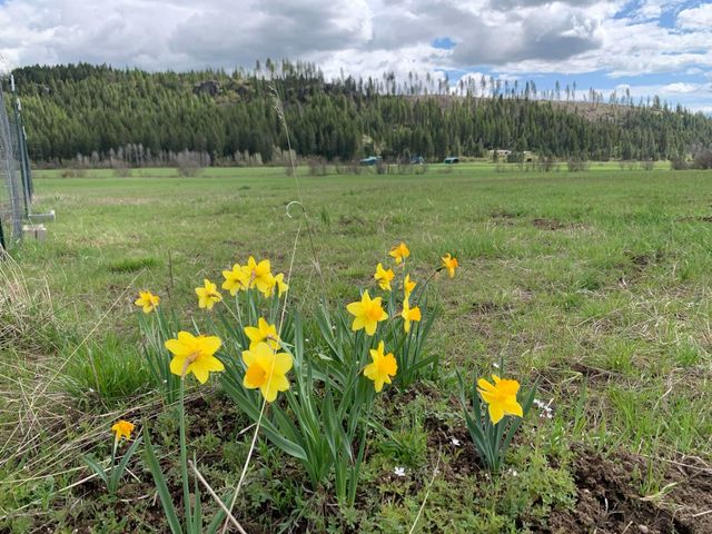 4681 Springdale Hunters Rd, Springdale, WA 99173