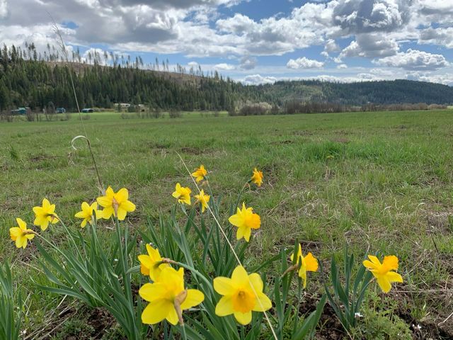 4681 Springdale Hunters Rd, Springdale, WA 99173