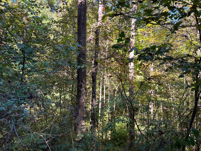 Lot 15 Red River Valley, Slade, KY 40376