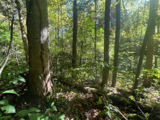 Lot 15 Red River Valley, Slade, KY 40376