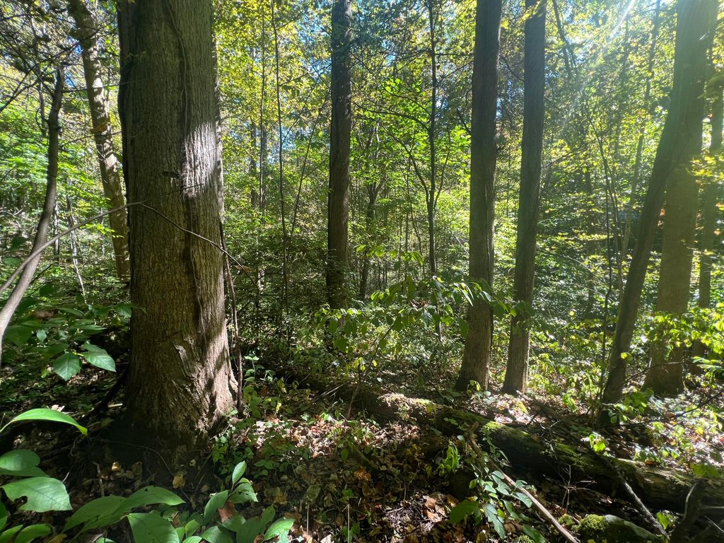 Lot 15 Red River Valley, Slade, KY 40376