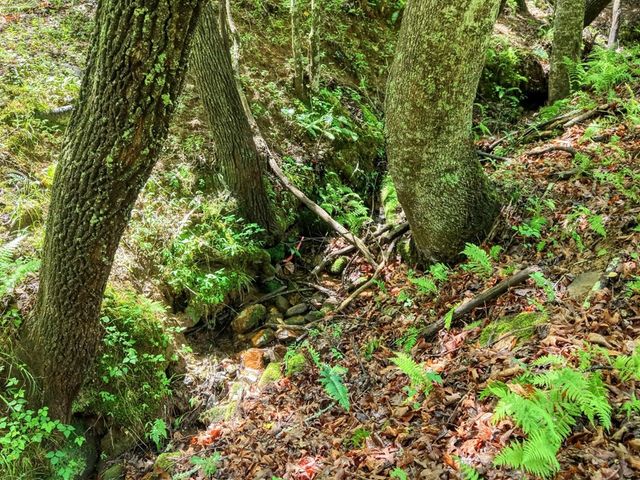 1564 Black Ankle Creek Road, Cherry Log, GA 30522