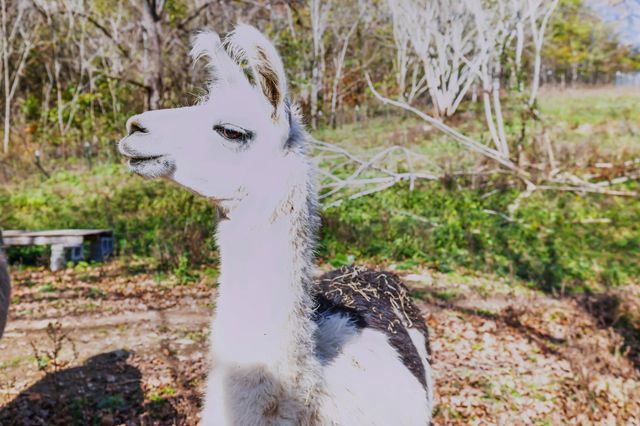 1277 Campbellsville Pike, Lynnville, TN 38472