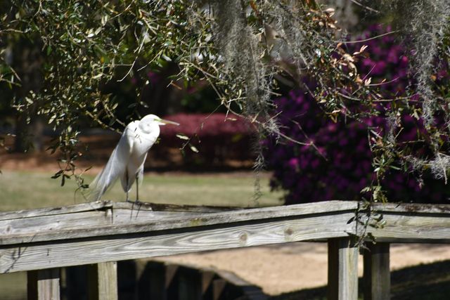 280 Oatland Lake Rd., Pawleys Island, SC 29585
