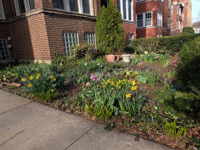 1326 W Albion Avenue 1, Chicago, IL 60626