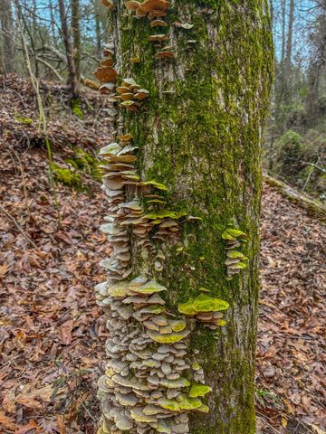 00 Mistletoe Road, Gilmer, TX 75644