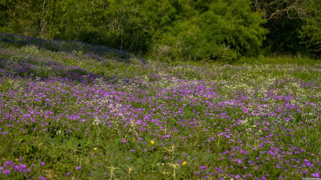 250 County Road 241, Hondo, TX 78861