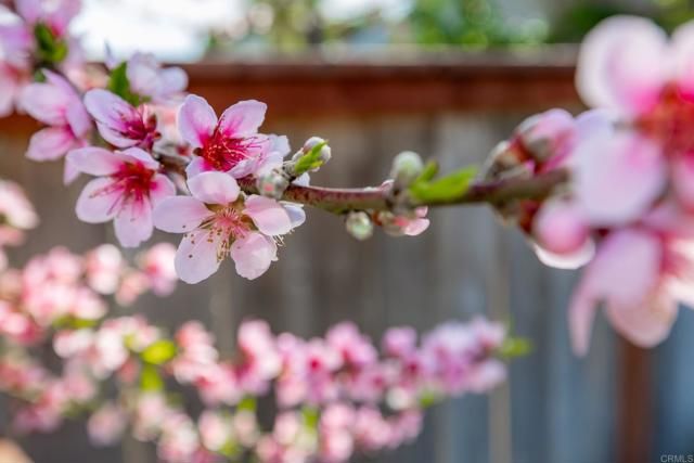 1977 White Birch Drive, Vista, CA 92081