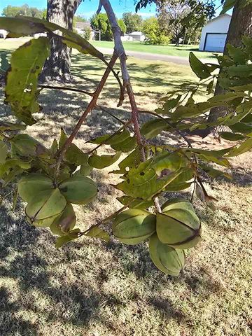 1021 E Gladstone, Frederick, OK 73542