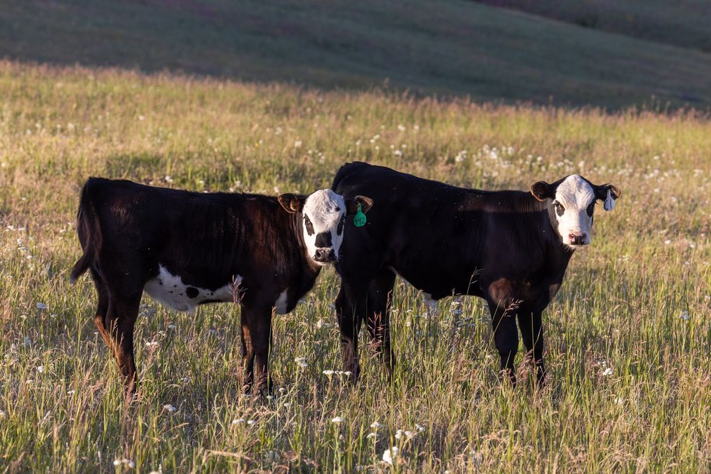 8925 LaValle Creek Road, Missoula, MT 59808 photo 15