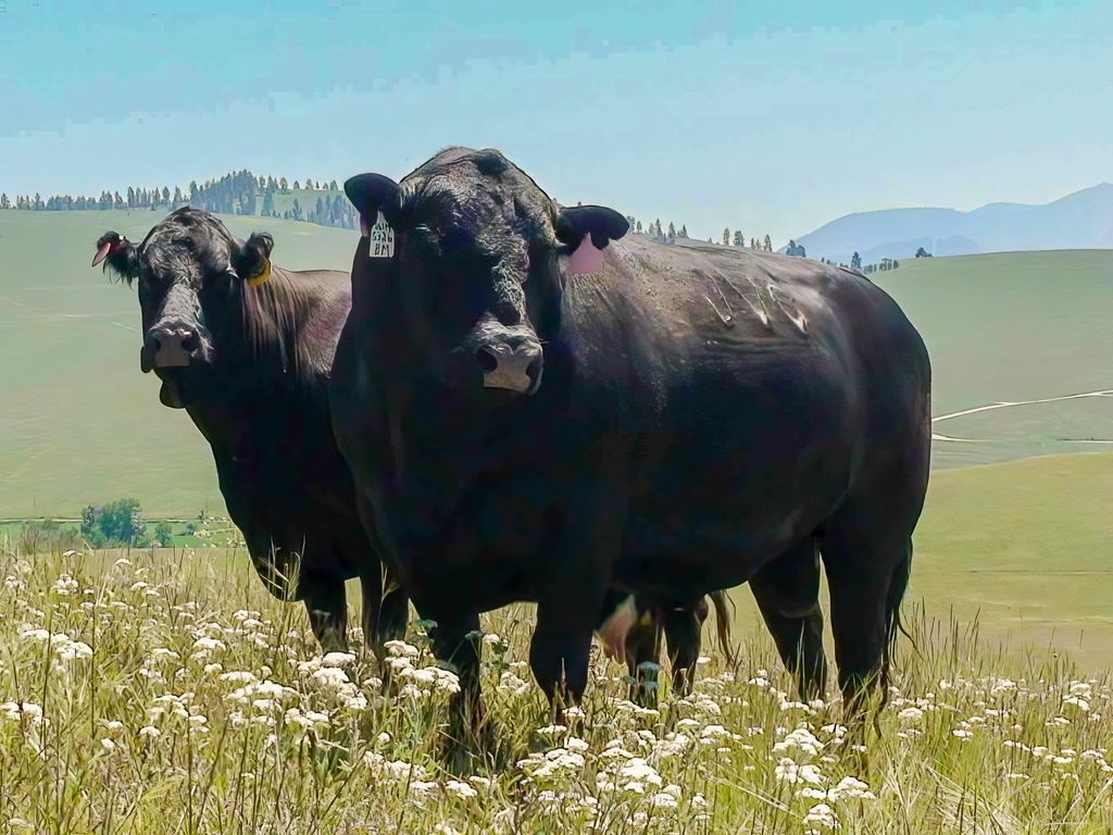 8925 LaValle Creek Road, Missoula, MT 59808 photo 16