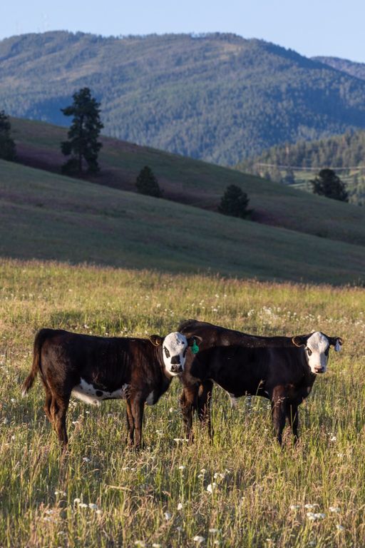 8925 LaValle Creek Road, Missoula, MT 59808 photo 82