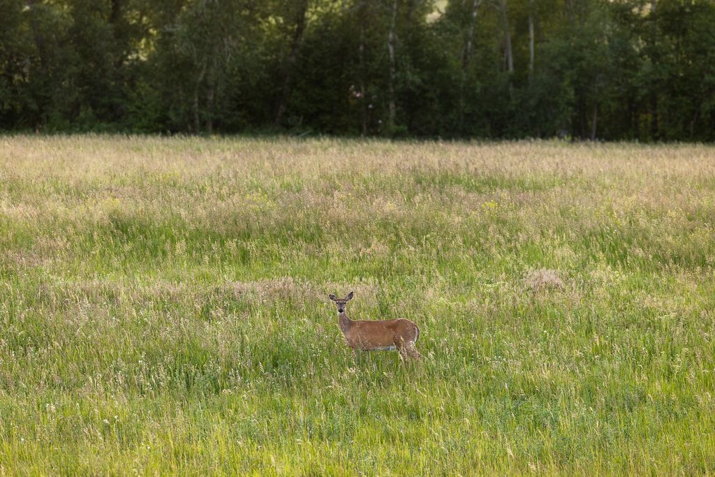 8925 LaValle Creek Road, Missoula, MT 59808 photo 86