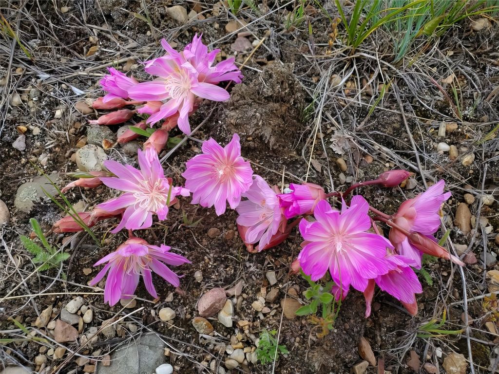 8925 LaValle Creek Road, Missoula, MT 59808 photo 94