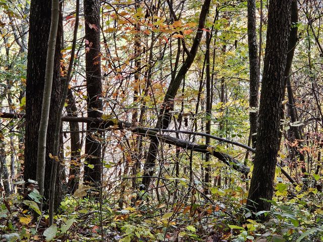 320 Cravens Hollow Road, Liberty, KY 42539