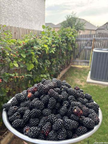 12260 Buckaroo Ranch, San Antonio, TX 78254