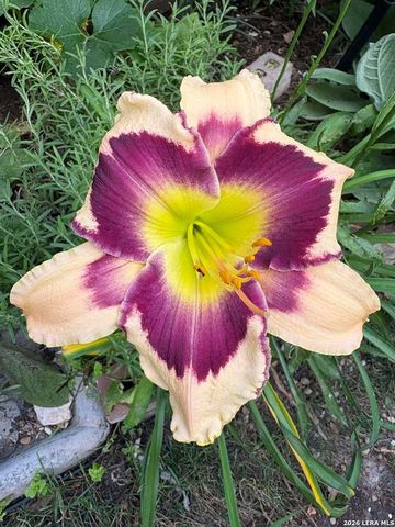 12260 Buckaroo Ranch, San Antonio, TX 78254