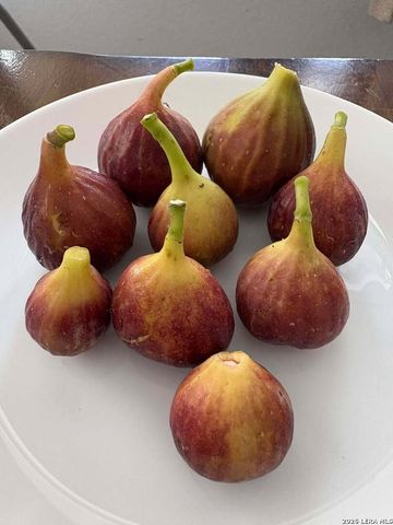 12260 Buckaroo Ranch, San Antonio, TX 78254