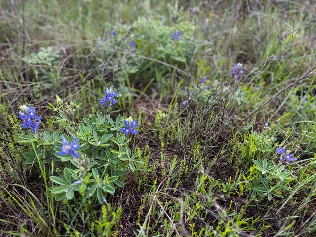 805 County Road 467, Thrall, TX 76578