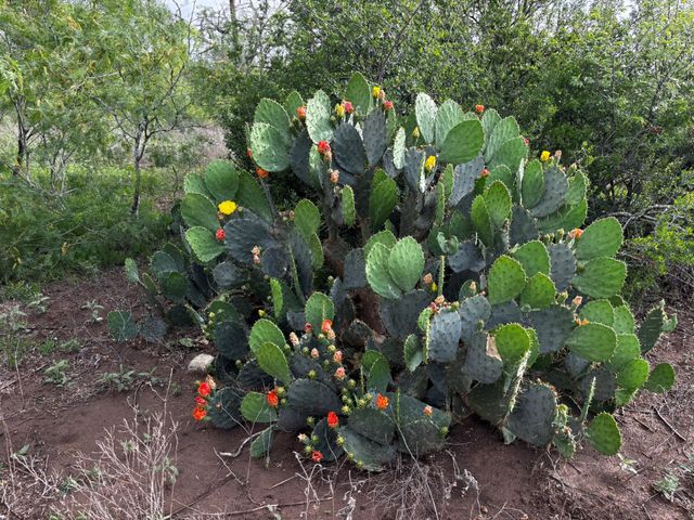 805 County Road 467, Thrall, TX 76578