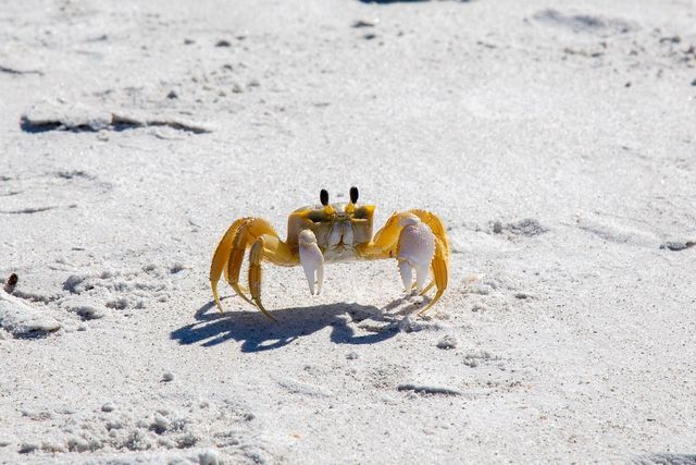 691 GULF BAY ROAD, Longboat Key, FL 34228