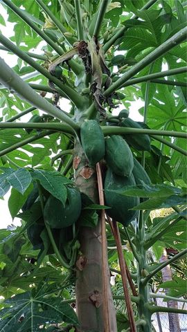 56 ROOSTER RUN GUEST HOUSE, Vieques, PR 00765