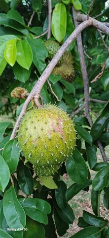 56 ROOSTER RUN GUEST HOUSE, Vieques, PR 00765