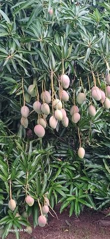 56 ROOSTER RUN GUEST HOUSE, Vieques, PR 00765