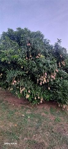 56 ROOSTER RUN GUEST HOUSE, Vieques, PR 00765