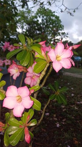 56 ROOSTER RUN GUEST HOUSE, Vieques, PR 00765